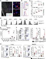 FOXP3 Antibody in Flow Cytometry (Flow)