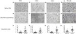 CD8a Antibody in Immunohistochemistry (IHC)