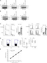 CD4 Antibody in Flow Cytometry (Flow)