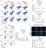 CD25 Antibody in Flow Cytometry (Flow)