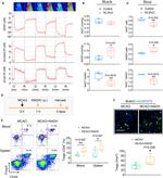 CD25 Antibody in Flow Cytometry (Flow)