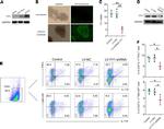 IFN gamma Antibody in Flow Cytometry (Flow)