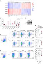 IL-17A Antibody in Flow Cytometry (Flow)