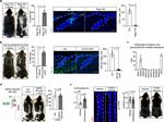 CD11b Antibody in Immunohistochemistry (IHC)