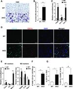 CD11c Antibody in Flow Cytometry (Flow)