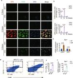 CD11b Antibody in Flow Cytometry (Flow)