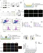 CD11b Antibody in Flow Cytometry (Flow)