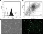 CD11c Antibody in Flow Cytometry (Flow)