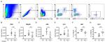 EOMES Antibody in Flow Cytometry (Flow)