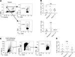 IFN gamma Antibody in Flow Cytometry (Flow)