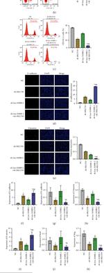 CD11b Antibody in Flow Cytometry (Flow)