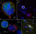 CD19 Antibody in Immunohistochemistry (IHC)