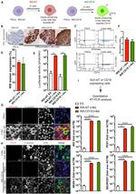 CD19 Antibody in Flow Cytometry (Flow)