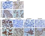 CD24 Antibody in Immunohistochemistry (IHC)