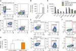 CD28 Antibody in Flow Cytometry (Flow)