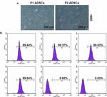 CD34 Antibody in Flow Cytometry (Flow)