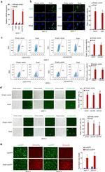 CD31 (PECAM-1) Antibody in Flow Cytometry (Flow)