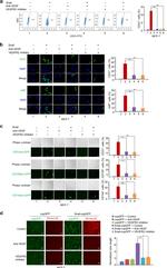 CD31 (PECAM-1) Antibody in Flow Cytometry (Flow)