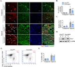 CD31 (PECAM-1) Antibody in Flow Cytometry (Flow)