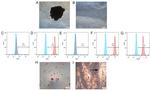 CD45 Antibody in Flow Cytometry (Flow)