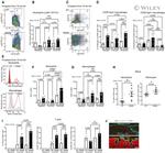 EGR2 Antibody in Flow Cytometry (Flow)