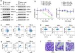 CD38 Antibody in Flow Cytometry (Flow)