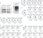 CD38 Antibody in Flow Cytometry (Flow)