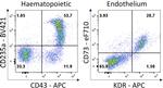 CD73 Antibody in Flow Cytometry (Flow)