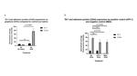 CD44 Antibody in Immunocytochemistry (ICC/IF)