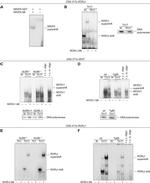 NFATC1 Antibody in Gel Shift (GS)