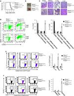 T-bet Antibody in Flow Cytometry (Flow)