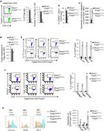 T-bet Antibody in Flow Cytometry (Flow)