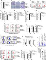 T-bet Antibody in Flow Cytometry (Flow)