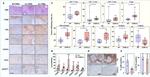 CD4 Antibody in Immunohistochemistry (IHC)