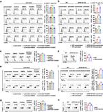 CD69 Antibody in Flow Cytometry (Flow)