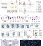 CD44 Antibody in Flow Cytometry (Flow)