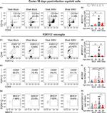 CD45 Antibody in Flow Cytometry (Flow)