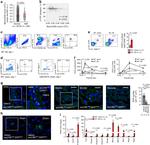 CD170 (Siglec F) Antibody in Flow Cytometry (Flow)