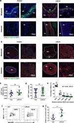 CD45 Antibody in Flow Cytometry (Flow)