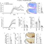 CD45 Antibody in Flow Cytometry (Flow)