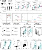 CD278 (ICOS) Antibody in Flow Cytometry (Flow)