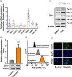 CD47 Antibody in Flow Cytometry (Flow)