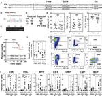 Ly-6A/E (Sca-1) Antibody in Flow Cytometry (Flow)