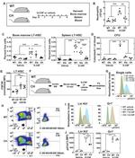 CD48 Antibody in Flow Cytometry (Flow)