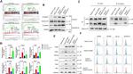 CD338 (ABCG2) Antibody in Flow Cytometry (Flow)