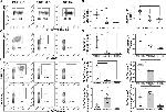 CD69 Antibody in Flow Cytometry (Flow)