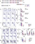 CD69 Antibody in Flow Cytometry (Flow)