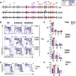 CD69 Antibody in Flow Cytometry (Flow)