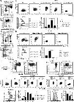 CD71 (Transferrin Receptor) Antibody in Flow Cytometry (Flow)