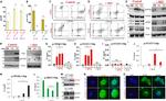 CD206 (MMR) Antibody in Flow Cytometry (Flow)